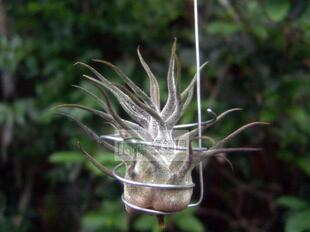 展示 空气凤梨 T.Pruinosa Guatemala Large危地马拉普鲁士犀角