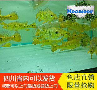 成都中大型淡水热带鱼 巴西亚 皇冠帝王金三间 纯金老虎活体鱼