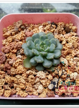 昆明 出口级 小美玉砂 多肉铺面专用 多肉土 仙人掌土 颗粒土 0.5