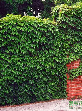 攀援高手植物美国五叶地锦苗子-爬山虎大苗--爬藤红叶爬墙虎花卉