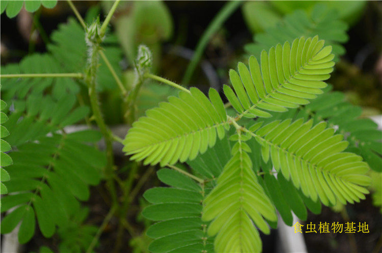 含羞草种子-奇异植物(世界奇异植物之一触碰就会动)