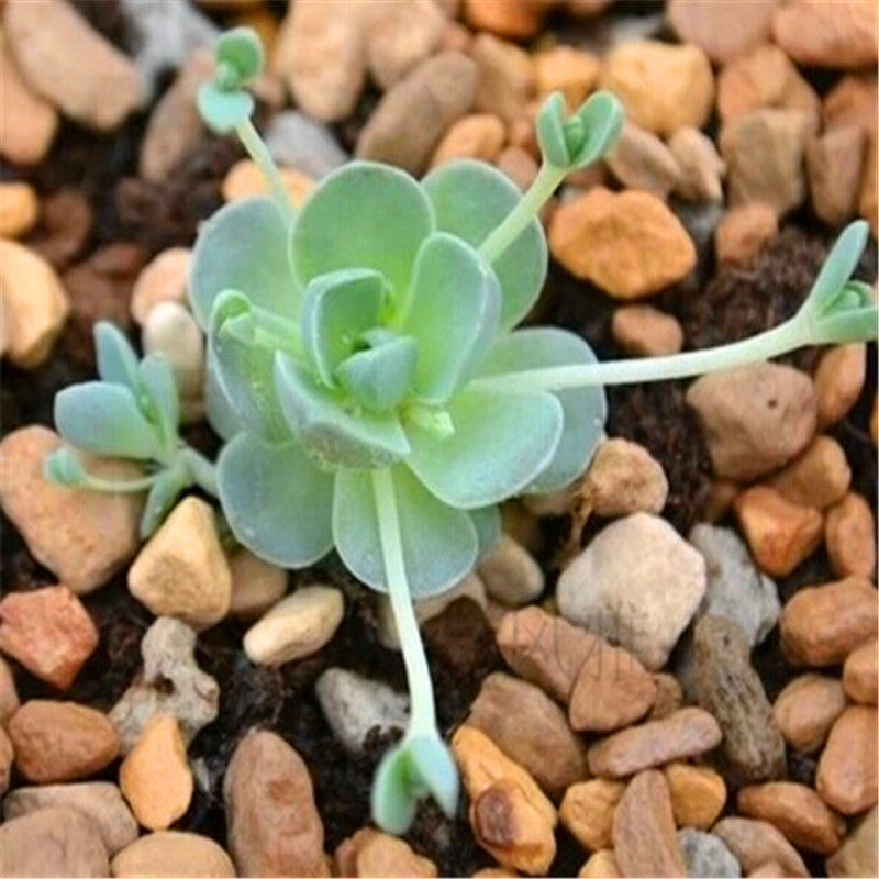 实拍 多肉植物 子持年华 自持莲花 帕米尔玫瑰办公室防辐射