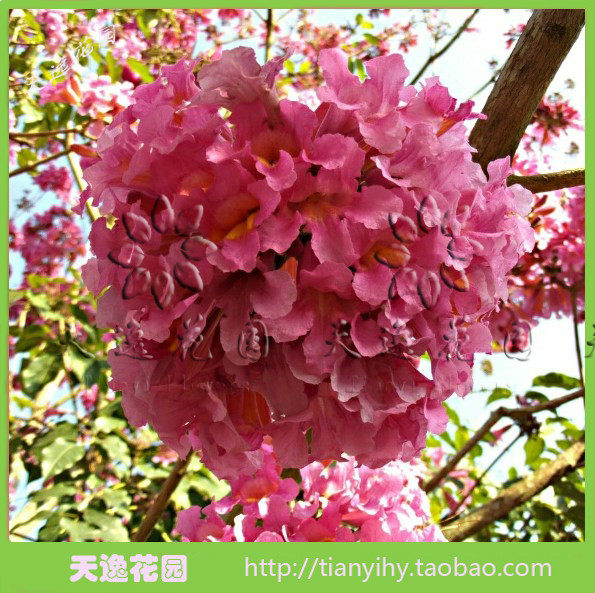 绿化树苗风景树苗 红花风铃木苗 粉风铃木 巴拉圭风铃木