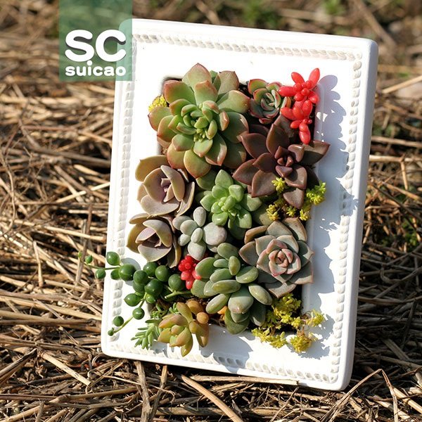 可爱多肉植物相框装组合盆栽生日礼物送朋友母亲节成品载好发货