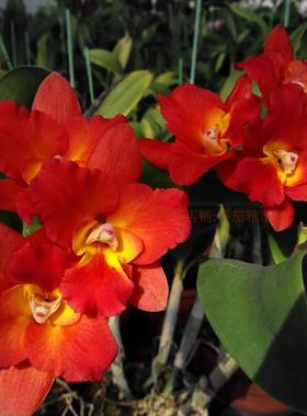 顺丰包邮Rlc. Samantha Duncan 红桔子开花机器卡特兰花洋兰