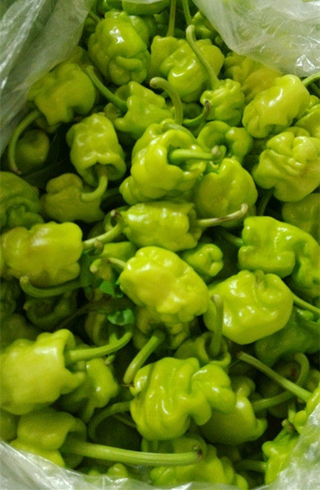 新鲜云椒 新鲜皱皮椒 薄皮清脆 虎皮辣椒500g 京津冀68包邮顺丰