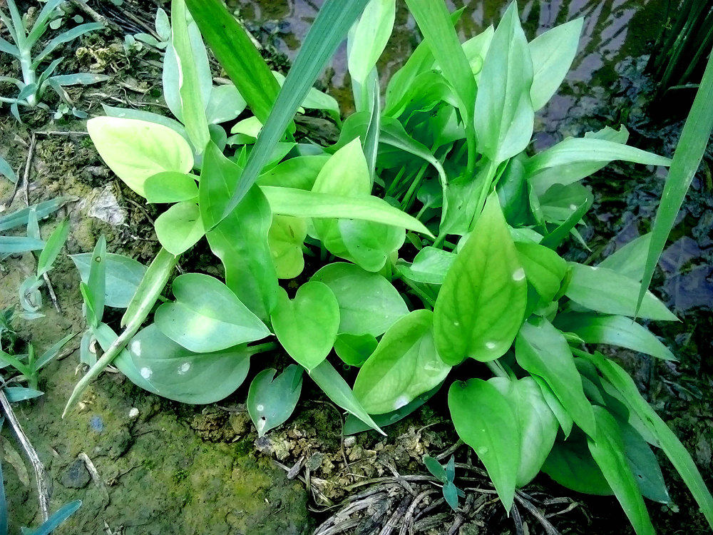 原生湿地植物佗草水培花卉绿植植物水陆缸生态缸热带雨林造景素材