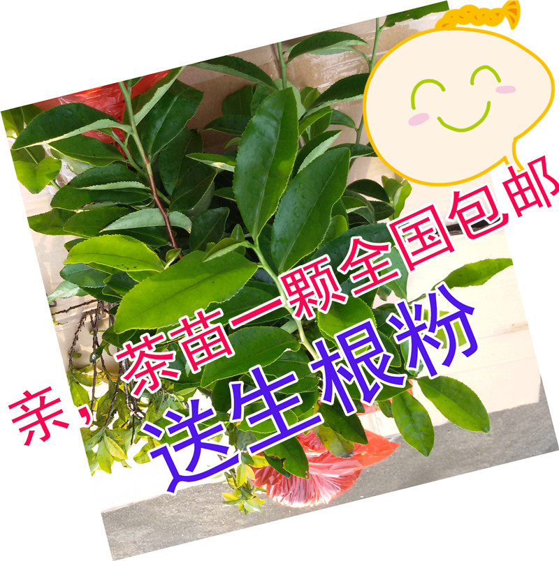 西湖龙井茶苗特价包邮铁观音茶苗碧螺春茶苗白茶苗茶叶树苗绿茶苗