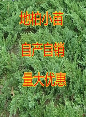 凯天 四季常青地被植物 沙地柏苗 地柏小苗 铺地柏 爬地柏 柏树苗