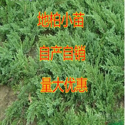 四季常青地被植物地柏小苗柏树苗