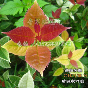 桂花新品种五彩珍珠彩叶桂叶片多变实物拍摄阳台窗台庭院掌柜推荐
