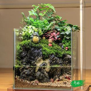 奇林植艺 两栖雨林 生态瓶 创意绿植礼品 苔藓微景观 水陆缸