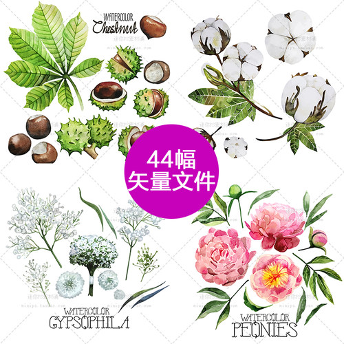 354号草本植物薄荷豌豆木棉人参板栗茴香手绘水彩AI矢量设计素材