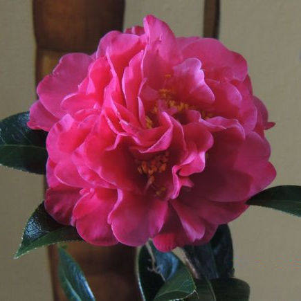 期望茶花苗 原生茶花苗 复色期望 金华茶花 庭园植物 盆栽苗