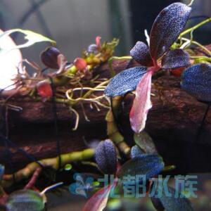 辣椒榕（NK）布朗尼海莲娜Brownie Helena