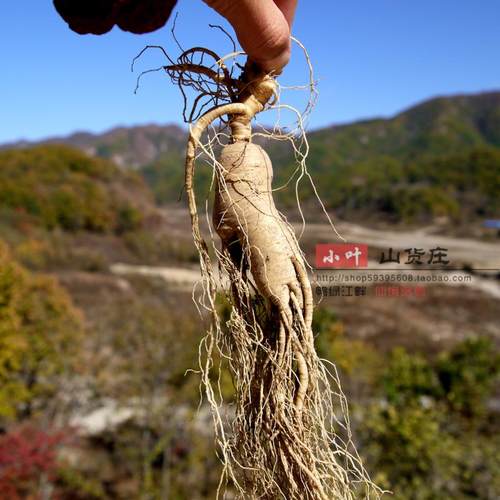 新年参龄正宗东北特产长白山野山