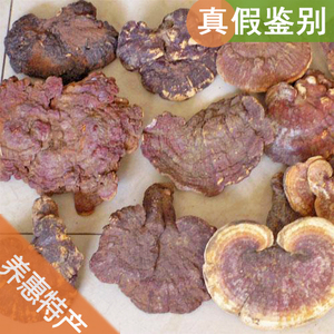 包邮 蛀少约8-9cm大朵 云南深山色红峪灵芝250g 整枝野生赤芝