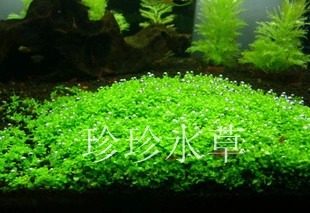 水草迷你矮珍珠矮珍珠珍珍一份