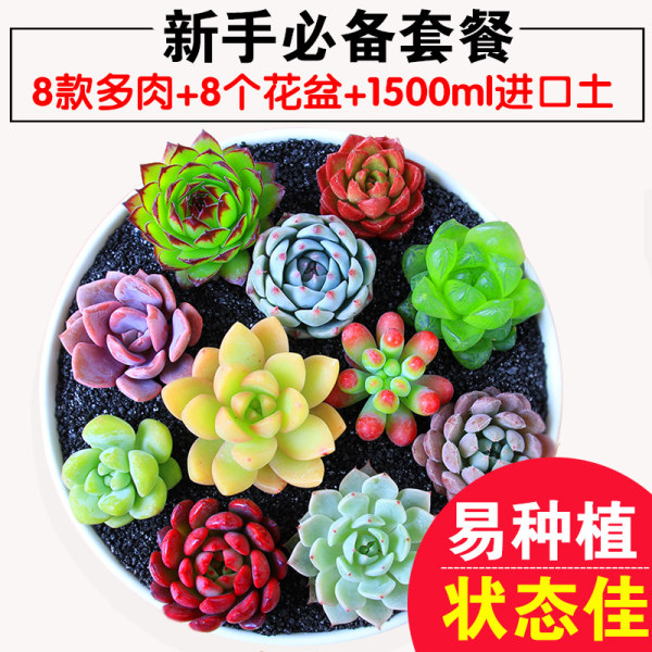 明萱 多肉植物组合盆栽（8棵多肉+8个盆+1500ml进口土）优惠券折后￥14.8包邮（￥19.8-5）