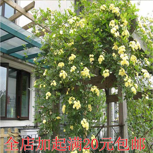 黄木香花苗花卉盆栽爬藤四季开花庭院花卉易活九里香蔷薇红木香
