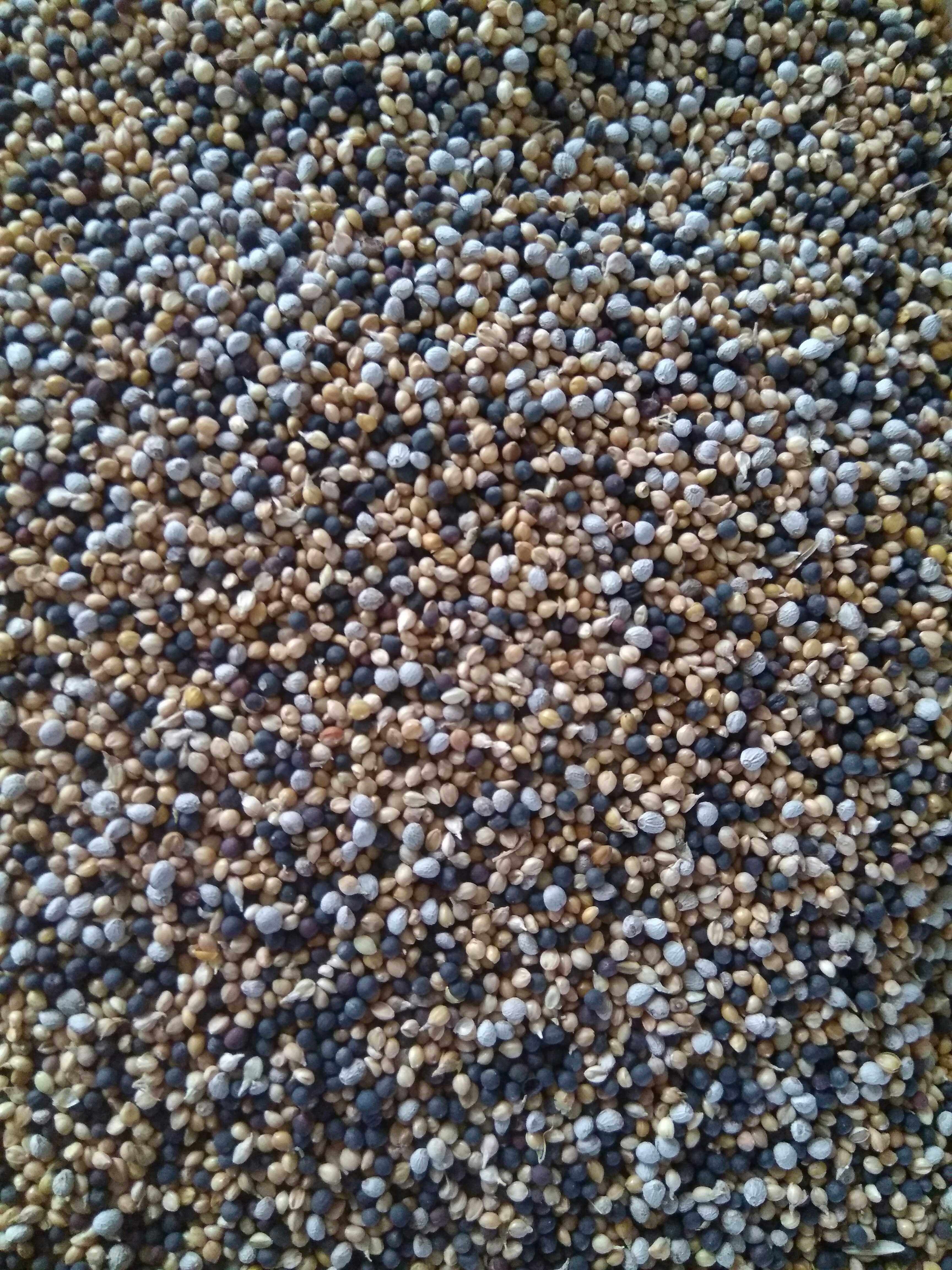 芙蓉金丝雀山东白玉辣椒红鸟饲料