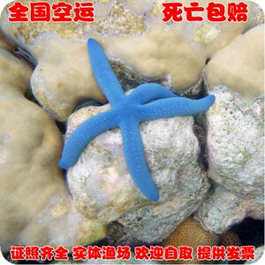 进口蓝海星-活体- -珊瑚水族-死亡包赔—拍报损