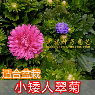 【翠菊花种子】小矮人翠菊盆栽花卉种子 香药草 七月菊,蓝菊