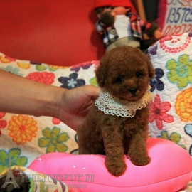 纯种活体泰迪犬玩具型贵宾犬红棕色宠物狗狗泰迪幼犬包健康p