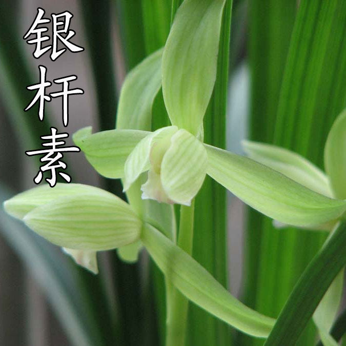清仓价正品春剑素心银杆素易养活易来芽珍盆栽 兰花 免邮