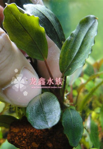 辣椒榕 恩蒂贡( 红粉佳人 2型 ) 莫特系 辣椒蓉水草 造景水草新手