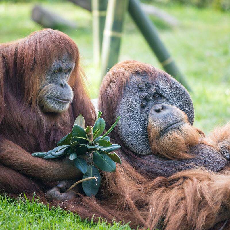 [圣地亚哥动物园-大门票]圣迭戈美国旅游景点 电子票