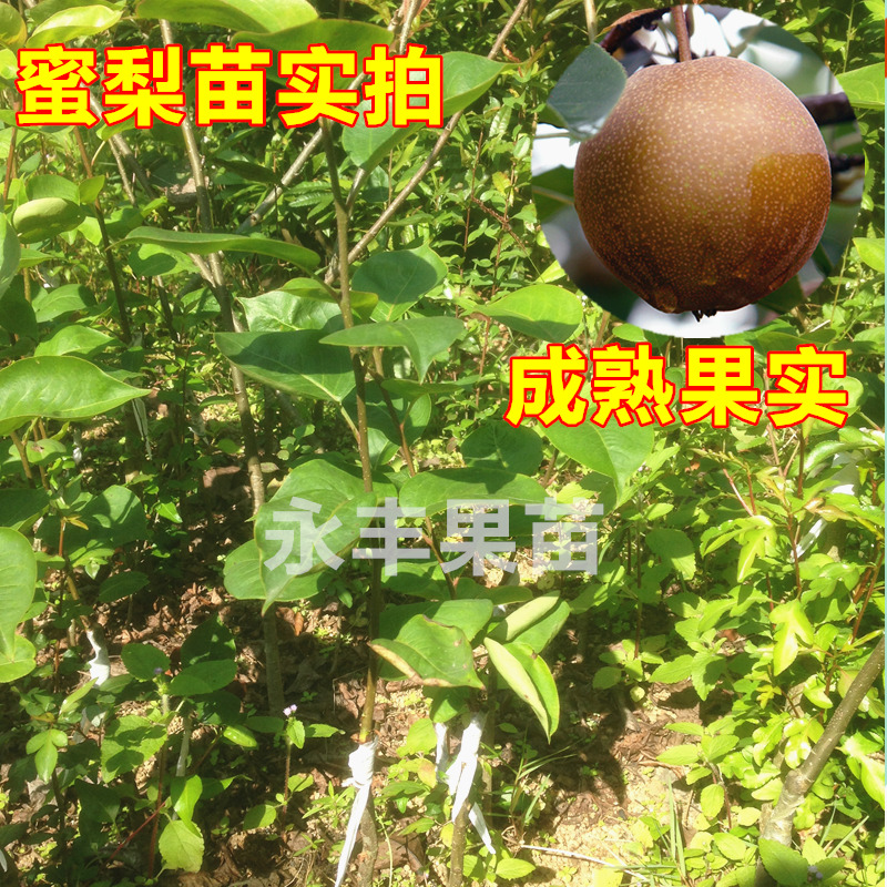 带土包邮果苗果树苗 蜜梨苗沙梨桂花梨苗嫁接梨树苗庭院植物绿