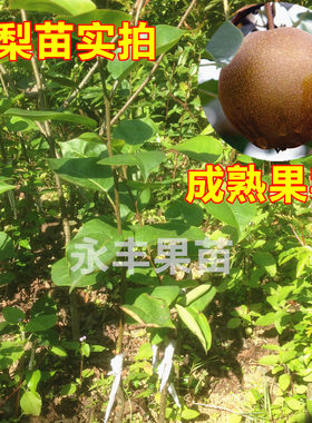 包邮果苗果树苗蜜梨沙梨庭院嫁接