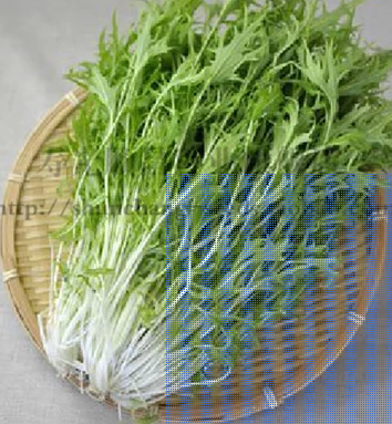 白梗千筋京水菜种子紫京水菜紫晶火锅菜耐寒抗热阳台菜园四季种植