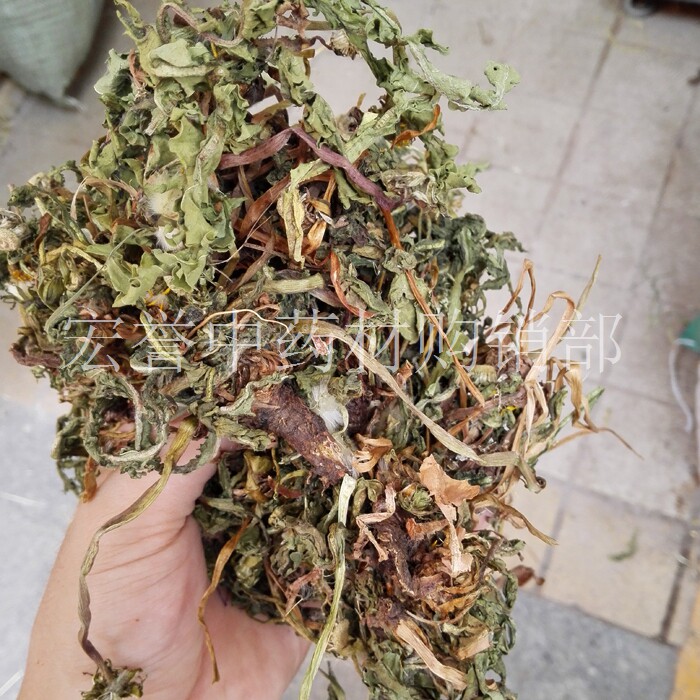 蒲公英野生中药材