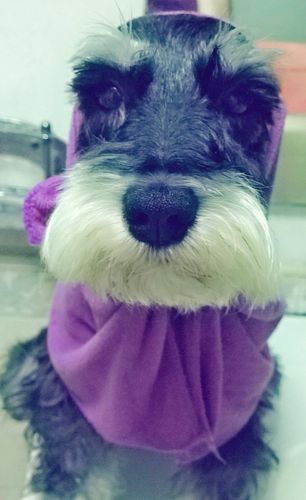 杭州上门遛狗喂猫 【专业宠物上门喂养】宠物家政服务