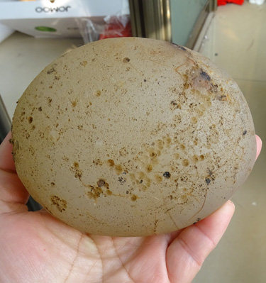 水玉冰魄 天然白玛瑙摆件 象形面包玛瑙把玩 雕刻料毛料原料 实物