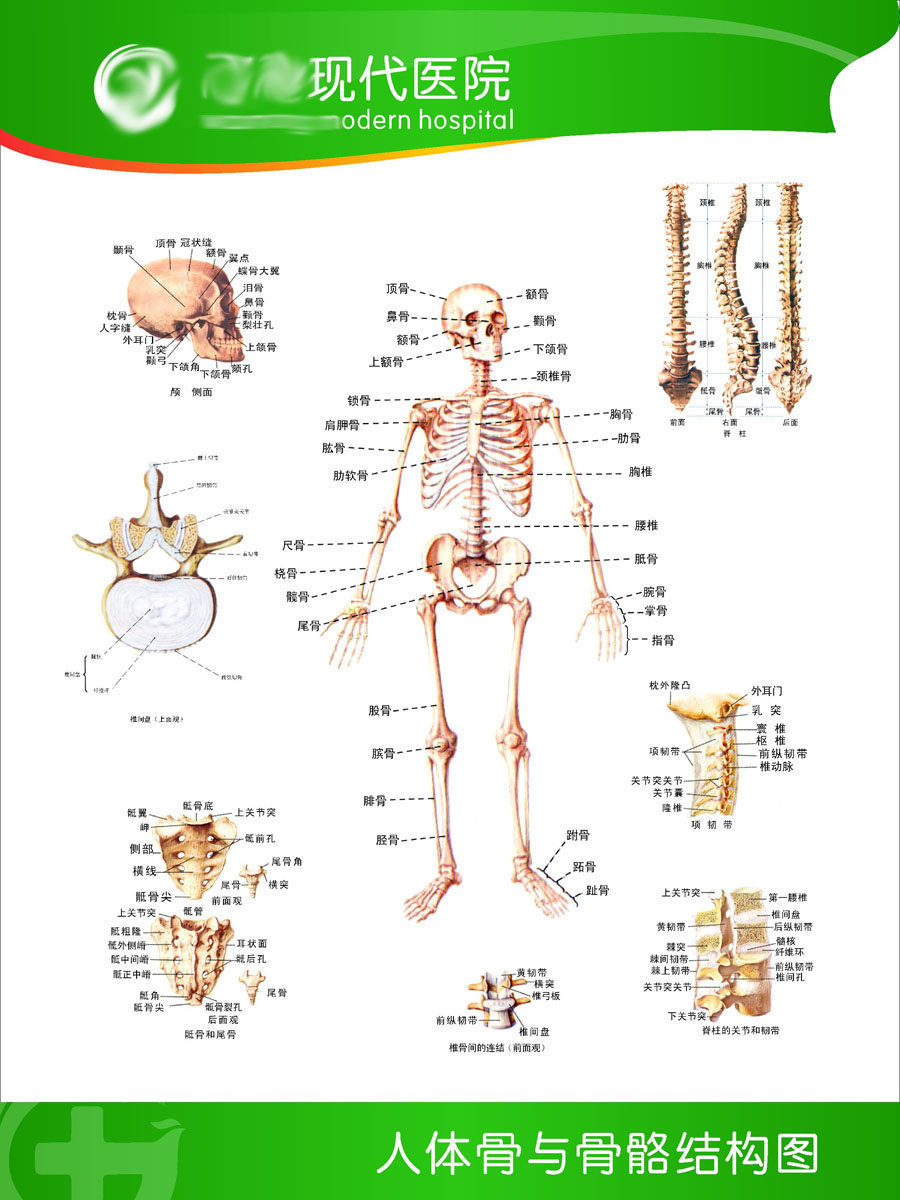海报印制写真展板324素材161妇科解剖图男女性生殖系统图