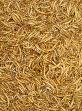 全国3元运费 散装新鲜到货面包虫干100克（新货）