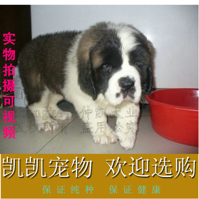 █●非常温顺的大型犬-圣伯纳●█支持支付宝