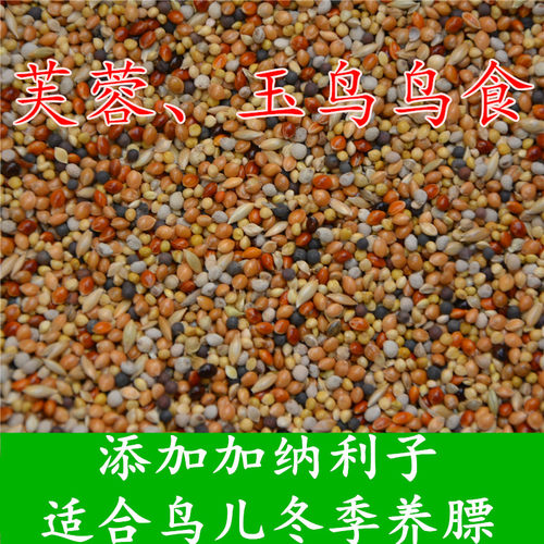 芙蓉白玉中小型鹦鹉加纳包邮鸟食