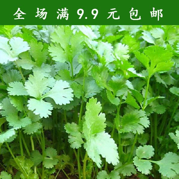 泰国庭院芫荽蔬菜种子9.9包邮