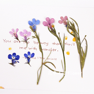 六倍利 押花压花干花滴胶干花手机壳植物标本儿童手工书签材料