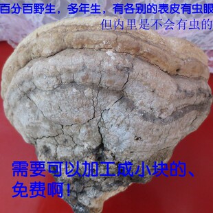 东北野生 苦白蹄 灵芝野生真菌 白灵芝500克