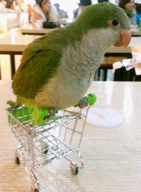大中小型鹦鹉用品鹦鹉幼鸟