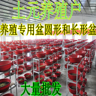 养殖箱卖摔不烂结实特大号 塑料圆盆龙虾盆养鱼盆水产箱土元