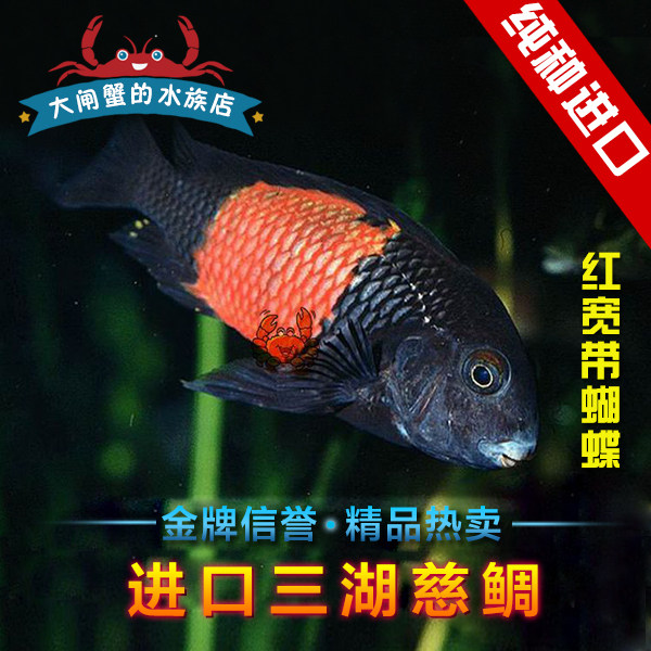 台系进口宽带蝴蝶淡水三湖慈鲷