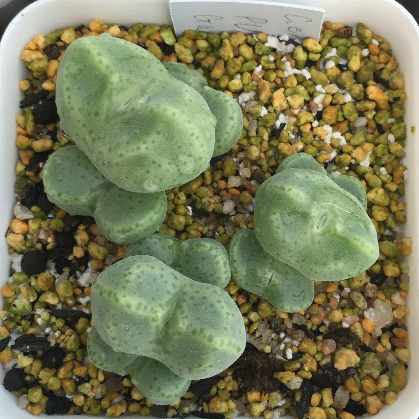 ernstii ssp.cerebellum pvb.5154 near  gamkab  绿豆糕