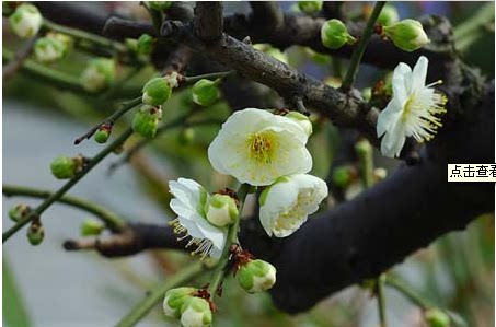 新鲜绿萼梅 白梅花鲜花 做纯露酵素花茶   70元一斤 团购食用鲜花