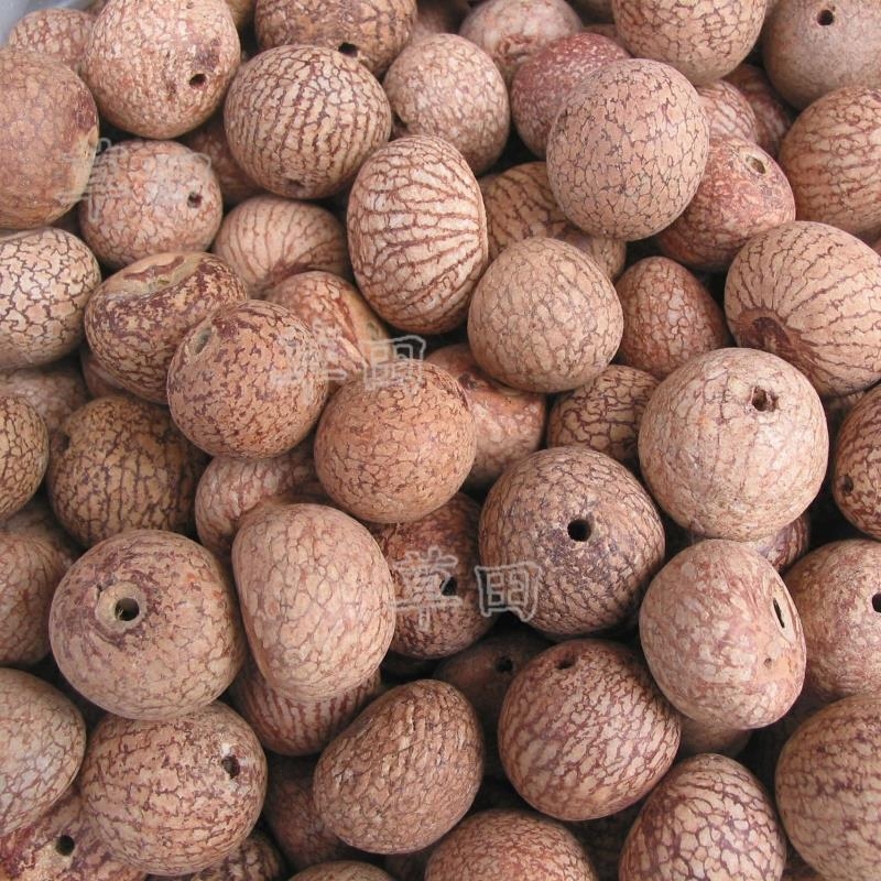 diy原籽金丝果血丝散珠菩提籽种